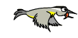 bird6.gif (9308 bytes)
