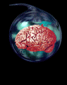 brainbea.gif (64704 Byte)