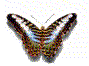 Schmetterling (15815 Byte)