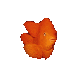 goldfish.gif (11170 bytes)