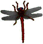 dragonfly.gif (16880 bytes)