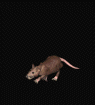 Ratte.gif (7602 bytes)