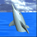 dolphin02.gif (17243 bytes)