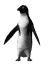 penguinWHT.gif (6534 bytes)